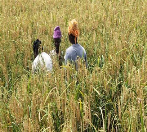 Farmers Celebrate First Harvest Of Improved Rice Variety Under The Eu