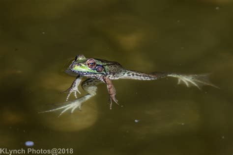 Frogs in Rhode Island 10/09/18 – Cape Cod Adventure Pictures