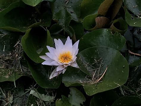 White Water Lily Nymphaea Alba Free Photo On Pixabay Pixabay