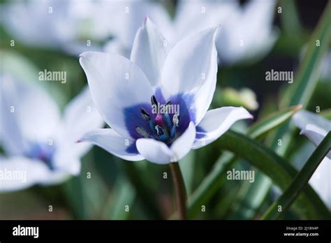 Tulipa Humilis Albocaerulea Hi Res Stock Photography And Images Alamy