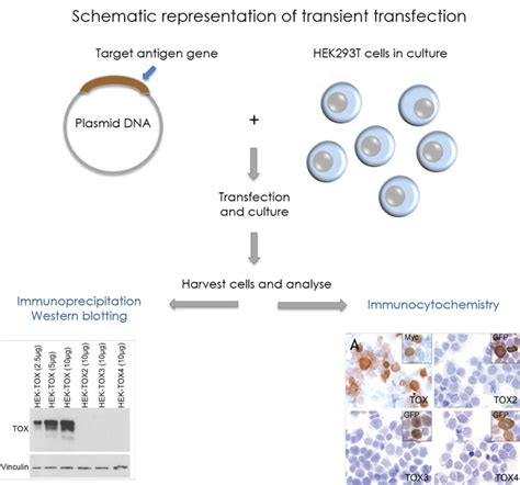 Plasmid Dna Transfection Protocol