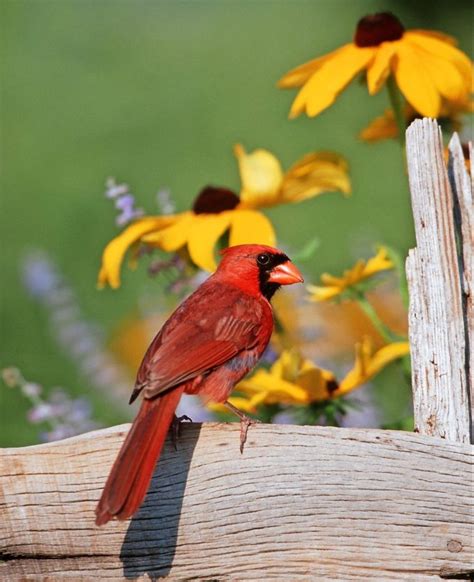 6 Fascinating Facts About State Birds - Birds and Blooms