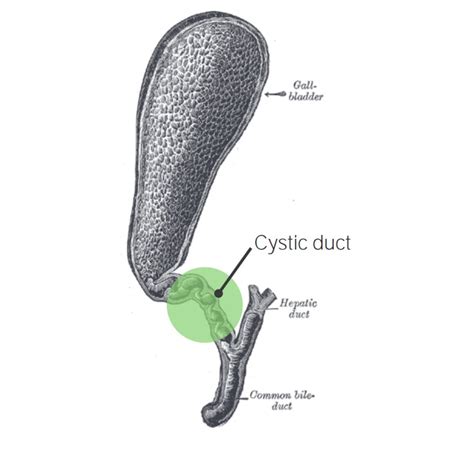 Gallbladder Cystic Duct