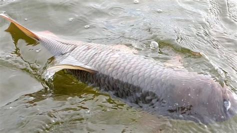 Single Hook Fishing Catching Big Rohu Fish In Krishna River Indian