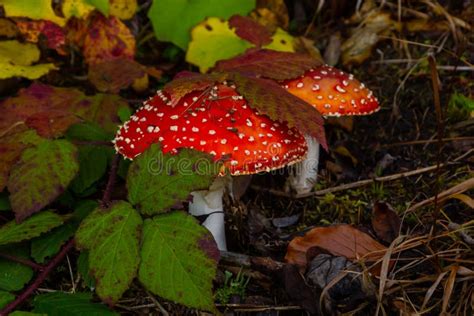 Red Wild Amanita Muscaria Mushroom A Red Amanita Muscaria Mushroom