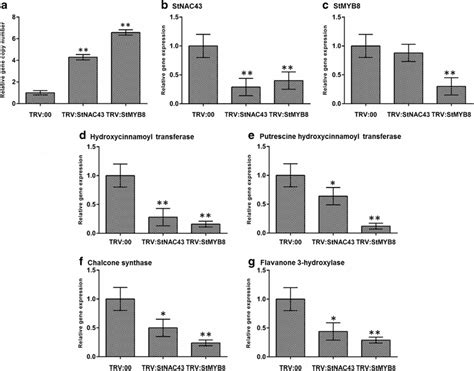 Effect Of Stnac43 And Stmyb8 Silencing On Late Blight Resistance Download Scientific Diagram