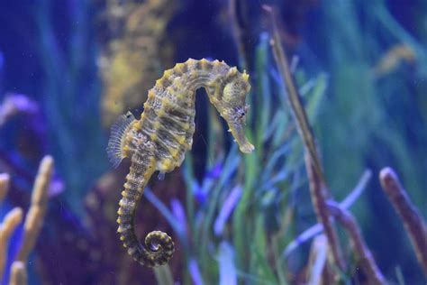 Seahorse 1080p 2k 4k 5k Hd Wallpapers Free Download Wallpaper Flare