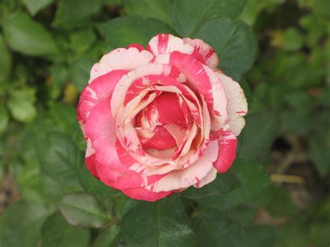 Pink Intuition rose stock photo. Image of autumn, flowers - 116756988