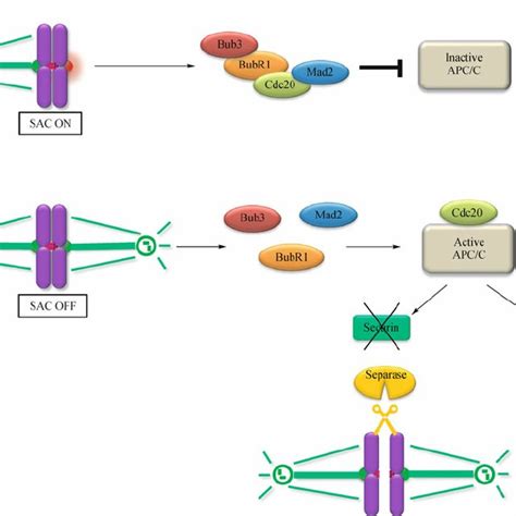 Molecular Basis Of Spindle Assembly Checkpoint Sac Signaling A The