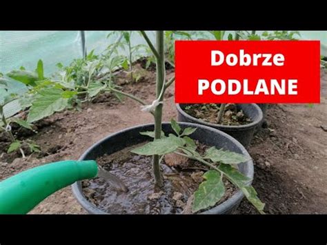 Jak podlewać pomidory Co ile podlewać pomidory YouTube