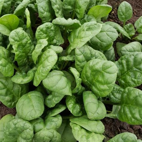 Spinach Greta F1 Premier Seeds Direct