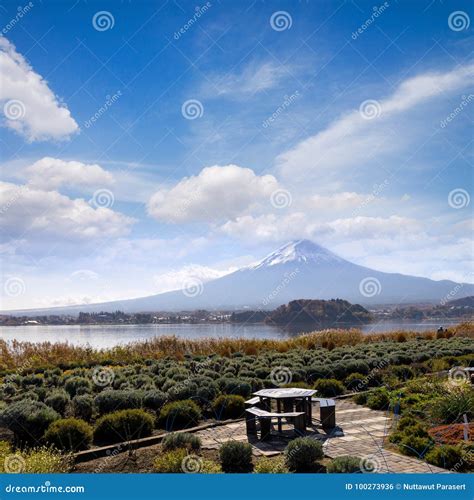 viewpoint  fuji mountain   lake kawaguchiko  oishi park