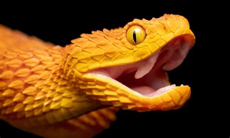 Types Of Vipers A Z Animals