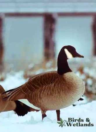 Do Geese Eat Mice? Uncovering the surprising facts - Birds & Wetlands