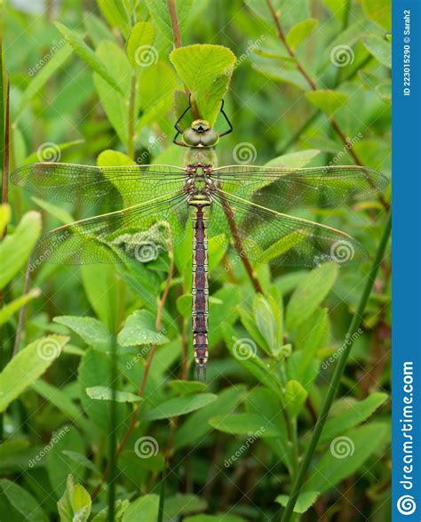 Southern Hawker Dragonfly, Female, Resting in Habitat. Stock Photo ...