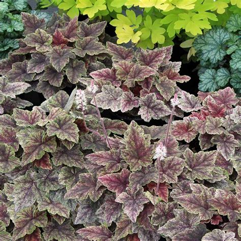 Tiarella ‘Majestic Mist’ | TERRA NOVA® Nurseries, Inc.