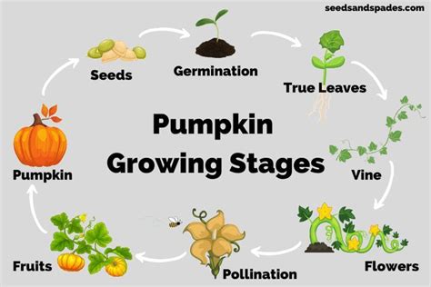 Pumpkin Growing Stages (Seed to Harvest): A Complete Guide