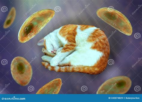 Protozoaires Parasitaires Toxoplasma Gondii Illustration Stock