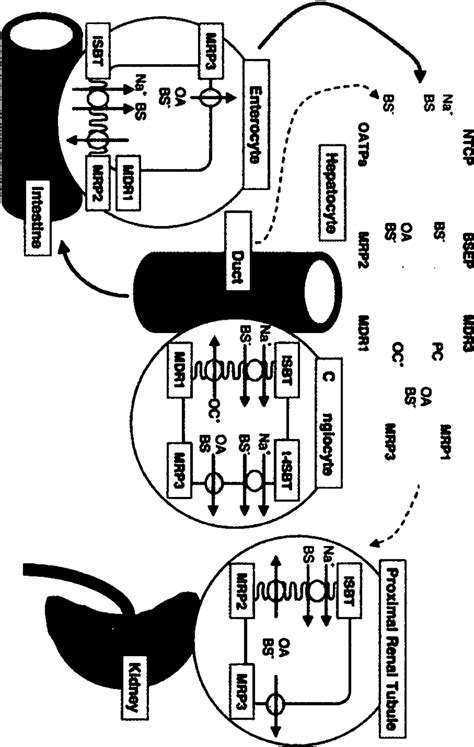 6 Enterohepatic Circulation Of Bile Acids Download Scientific Diagram