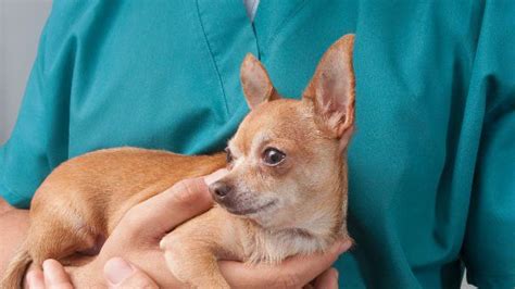 What Are The Average Vet Visit Costs Petcarerx