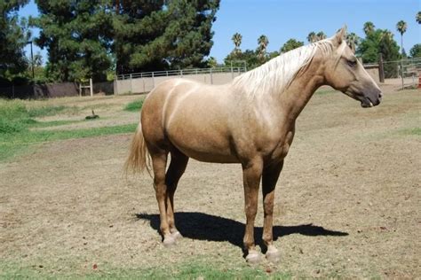 Dapple Palomino Horse Photos, Breeds, and Where to Buy - Helpful Horse ...