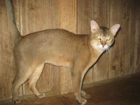 Cat Breed Chausie 6