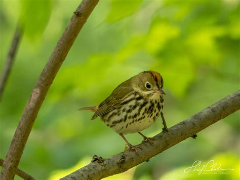 Sheryl Checkman On Twitter Ive Never Seen An Ovenbird Perched On A