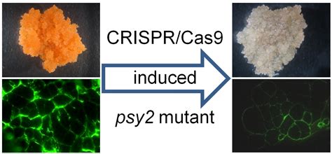 Ijms Free Full Text Inhibition Of Carotenoid Biosynthesis By Crispr