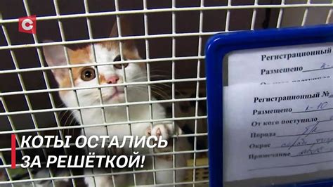 Бездомных котов замуровали в подвале! Кто виноват и как спасти животных ...