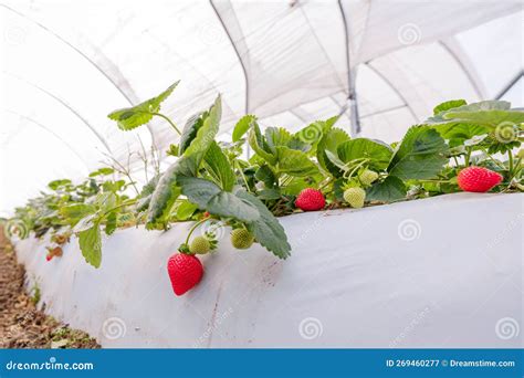 Vivero De Fresa Fresas En Cultivo En Invernaderos Imagen De Archivo