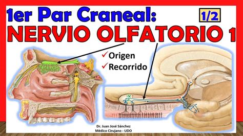 Origen Del Nervio Olfatorio