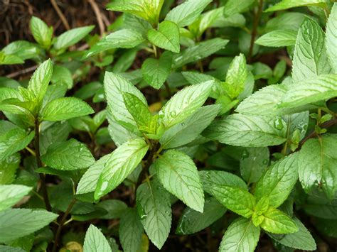 Mentha X Piperita Lacamas Prairie Non Native Species Inaturalist