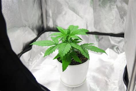 Marijuana in Grow Box Tent. Growing Marijuana at Home Indoor ...