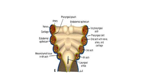 SOLUTION: Pharyngeal pouches - Studypool