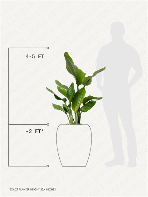 Bird of Paradise Large (4 - 5 ft tall) – White Calix Pot, potted plant