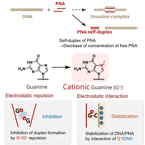 Gene Regulation By Peptide Nucleic Acid PNA Laboratory Of