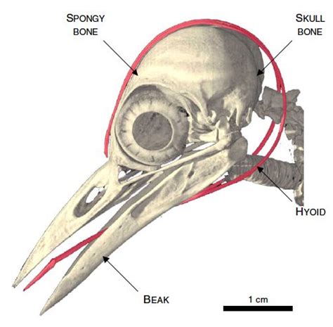 On Woodpeckers (notes from an accidental ornithologist) | Communicate ...