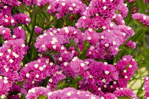 Купить семена Статице Limonium Rose в Москве: доставка семян по России ...