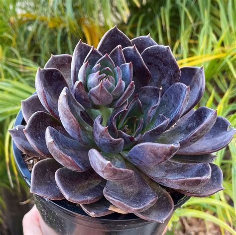 Echeveria Dark Moon Etsy