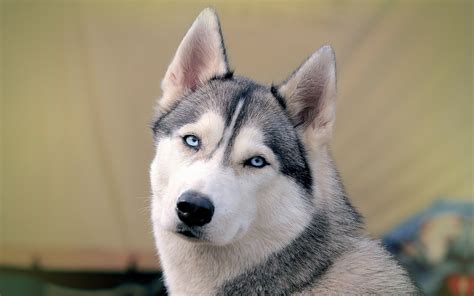 Husky siberiano descripción de la raza carácter y cuidado de las mascotas