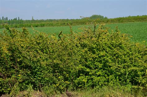 Купить Барбарис тунберга. Berberis thunbergii саженцы | PLANTE.md