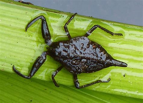 Wasserskorpion Nepa cinerea Mönchsbruch 130904 NGID1583 Flickr