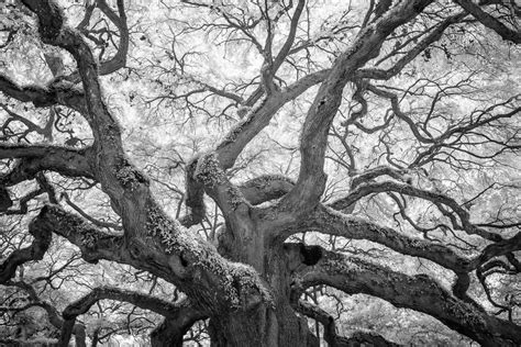 Angel Oak 2 - Eric Clay Fine Art Photography