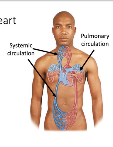 Lecture 20 21 Circulatory System Flashcards Quizlet