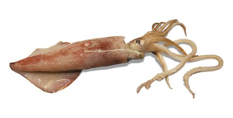 Squid Png