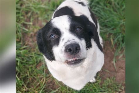 Hunde Selma und Luise können nur gemeinsam vermittelt werden Doch es