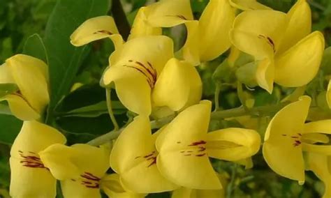 Las Flores M S Bellas Y Venenosas De La Tierra Metalli Rari