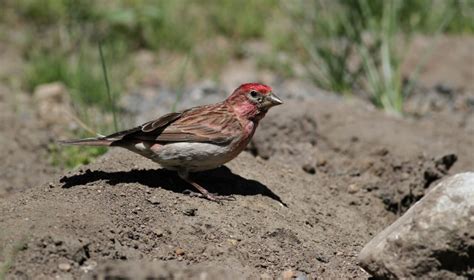 Cassin's Finch - FINCH RESEARCH NETWORK