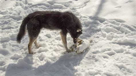 How The Animals Of Chernobyl Thrive In The Radioactive Red Forest