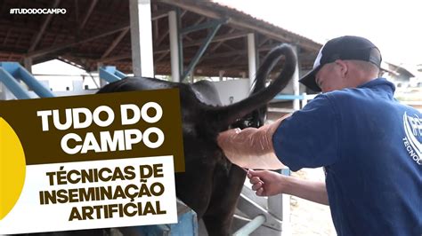 Insemina O Artificial Em Bovinos Youtube